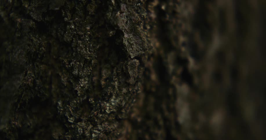 Area near tree with textured bark turns dark as light dims