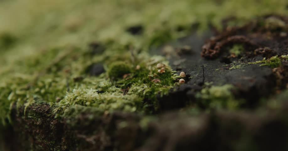 A thick layer of moss covers tree bark