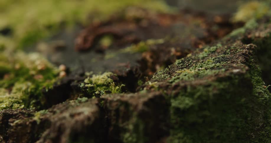 Moss is shown on rocks or trees as the camera pans from left to right