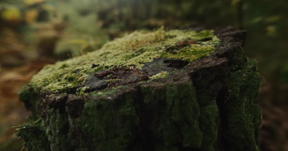 An old stump in the forest has moss growing on it
