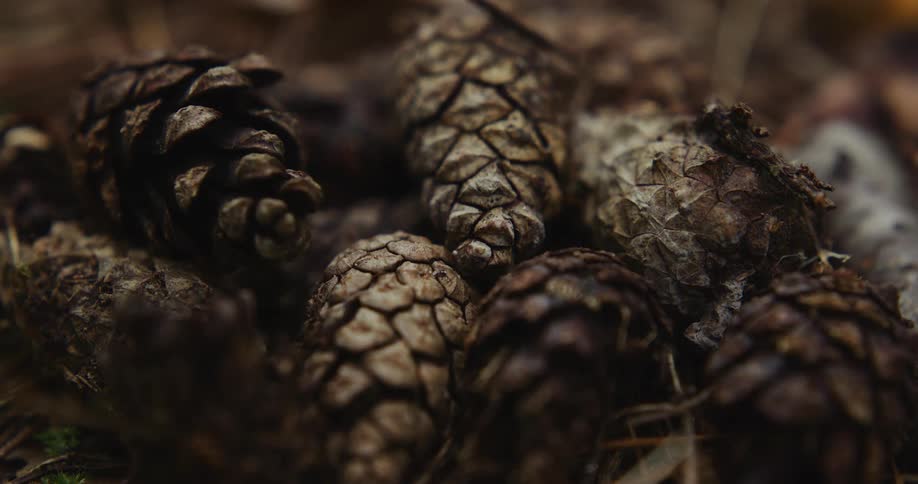 The sunlight shining down on pine cones