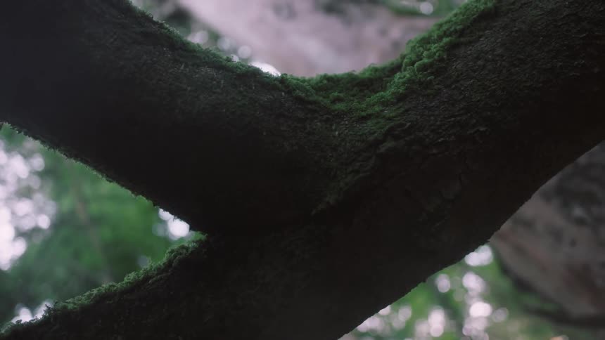 A tree is covered with green moss