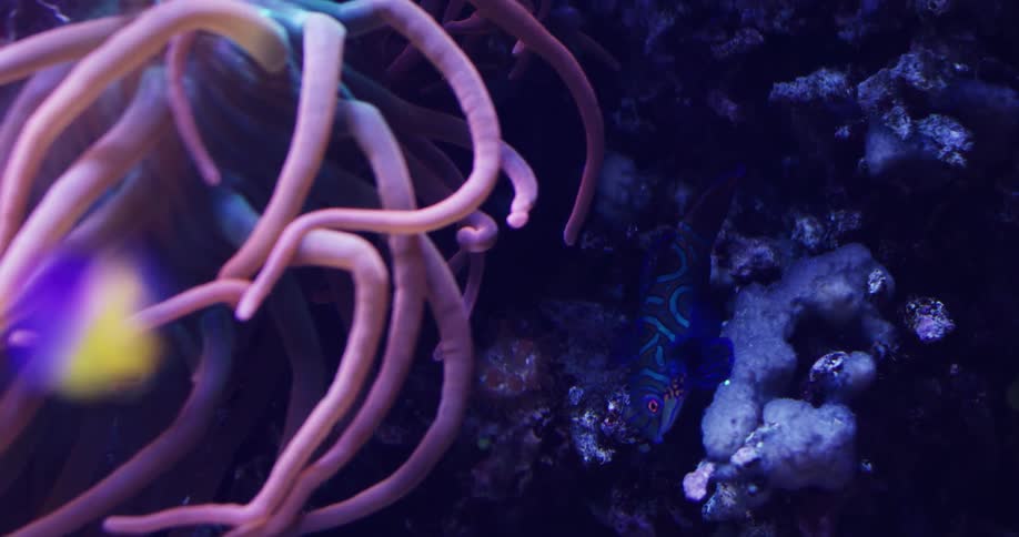 Sea life and fish swimming move along the seabed in clear water