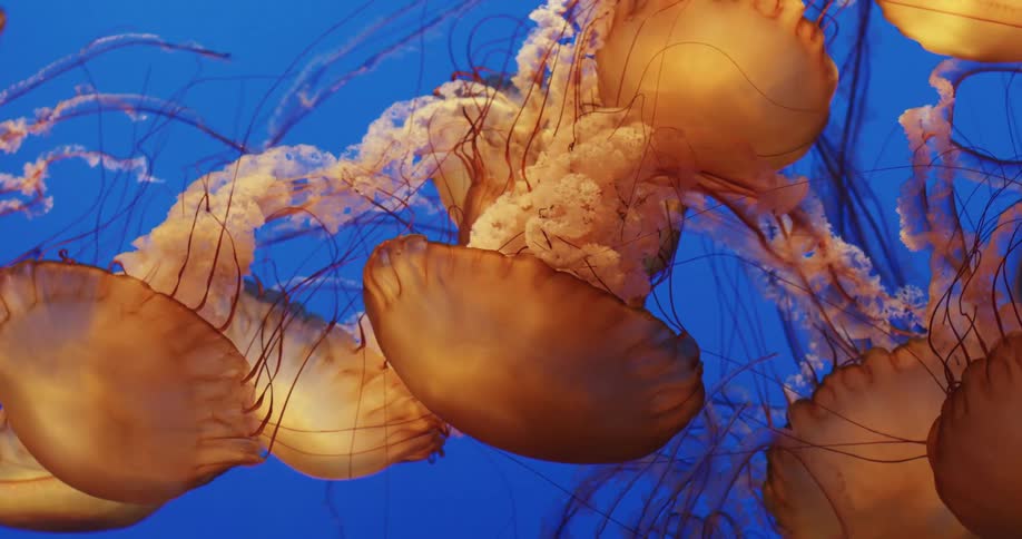 Jelly fish under water