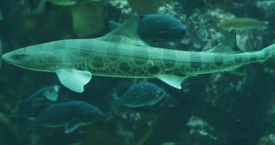 The fish swim underwater near the small shark
