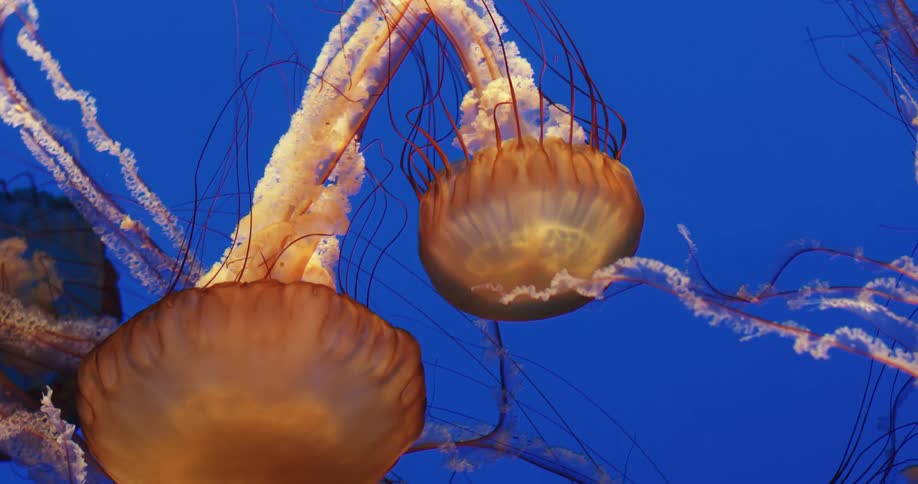 Jellyfish move their bodies as they float underwater