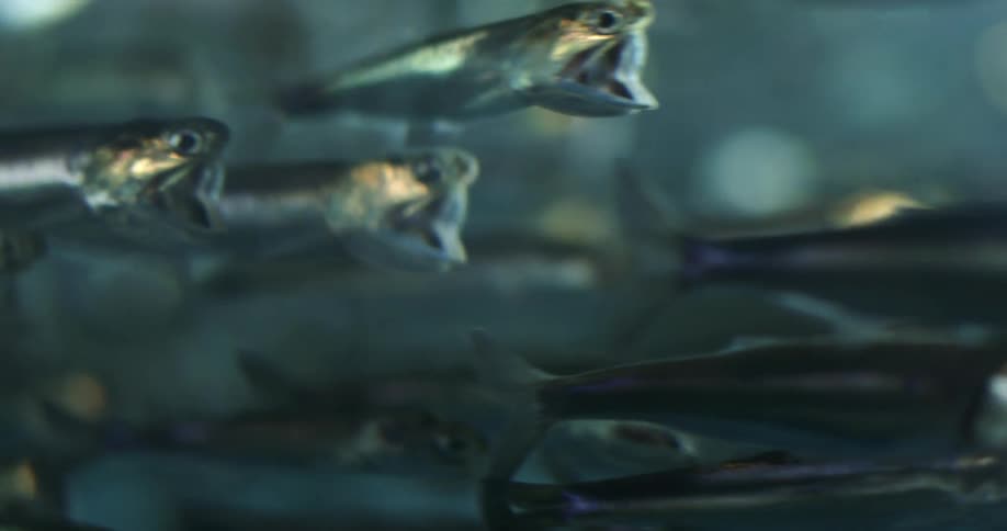 A school of small fish swim close together