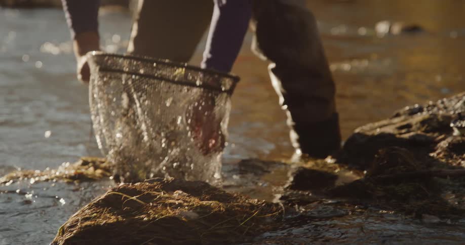 Man with purple sweater and gray pants uses fishing net to catch fish in the stream