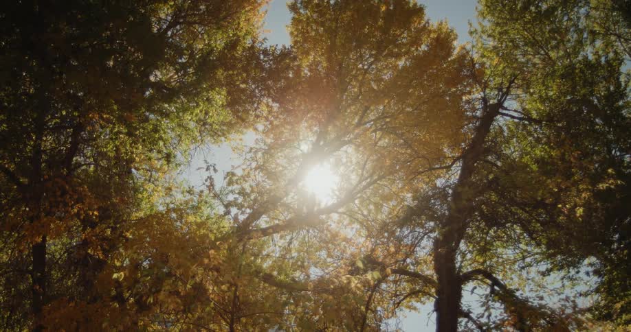 The sun shines down on fall trees in a forest
