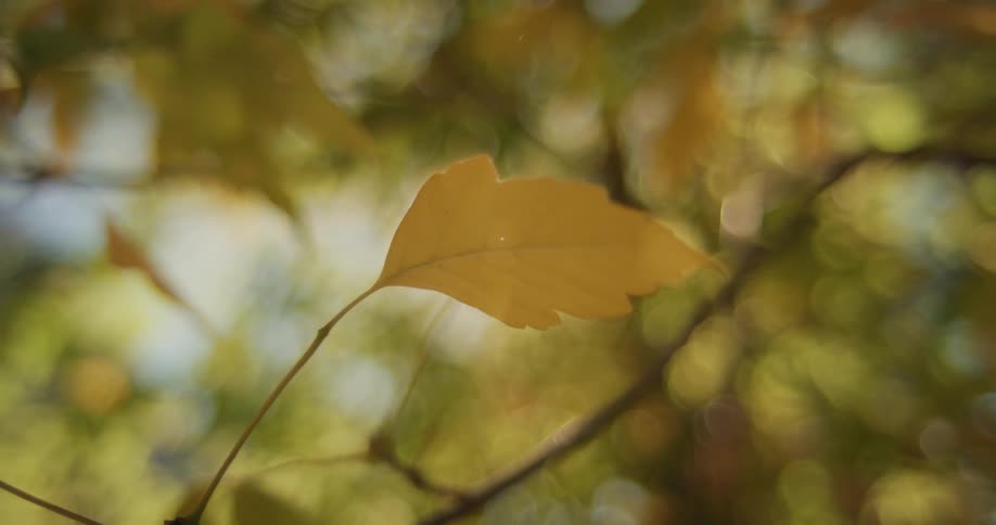 Close up of brown leaf in the autumn forest
