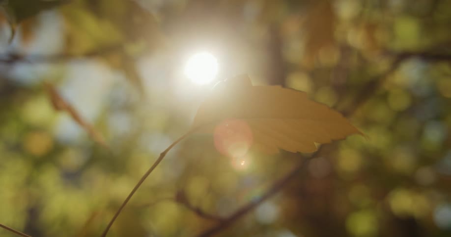 The sun shines on brown leaf in the autumn forest