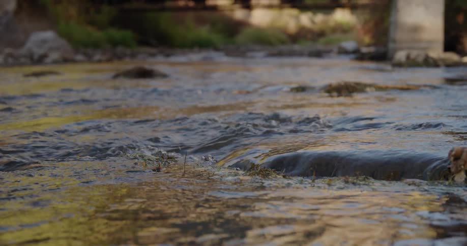 Stream flows through autumn forest