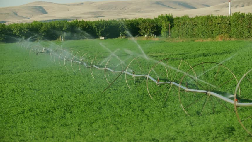 A very long row of sprinklers water crops in an open farming field as the camera passes by in a first person POV