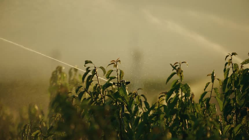 Epic dynamic shot of large sprinklers watering fruit trees at sunset in the arid western US