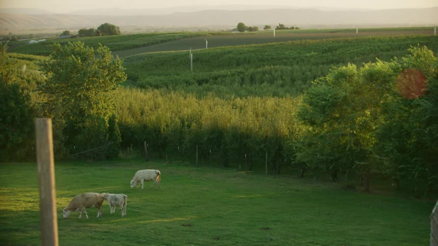Cows graze in a ranch house green meadow near orchards and irrigated farm crops deep in a beautiful pastoral and pleasant rural valley in the western USA