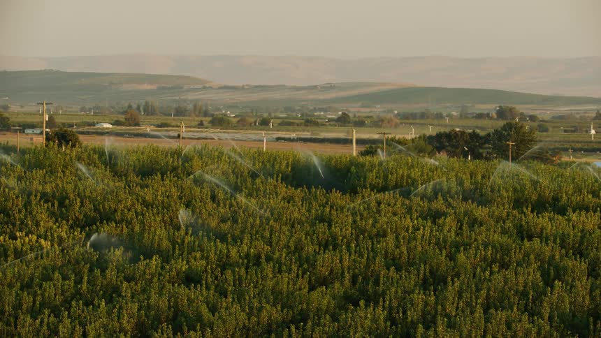 Aerial view of irrigated agricultural apples, pears, peaches and plum fruit growing in an orchard during late summer golden light