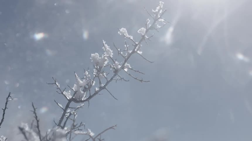 Snow covers a branch on a snowy winter day