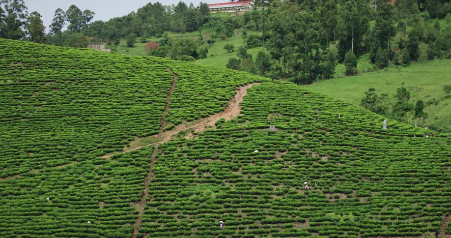 A group of worker works in field on hill slope