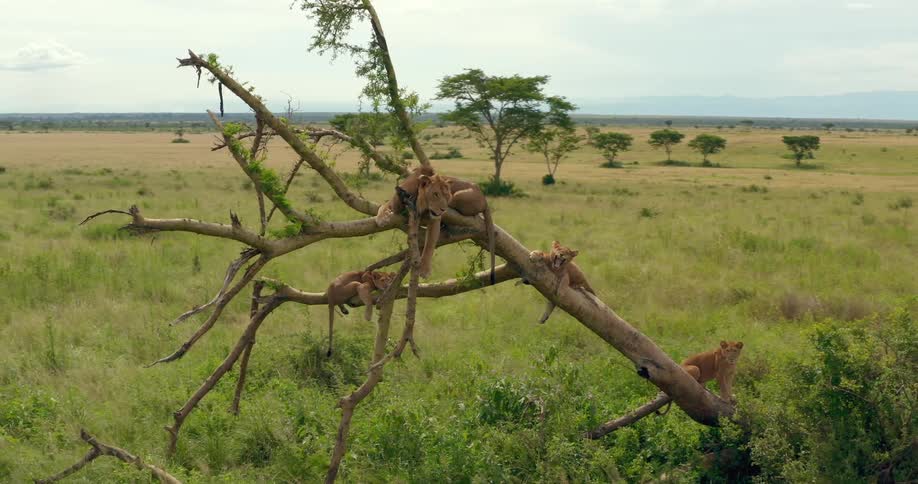 Lions sit on various parts of leaning tree in grassland