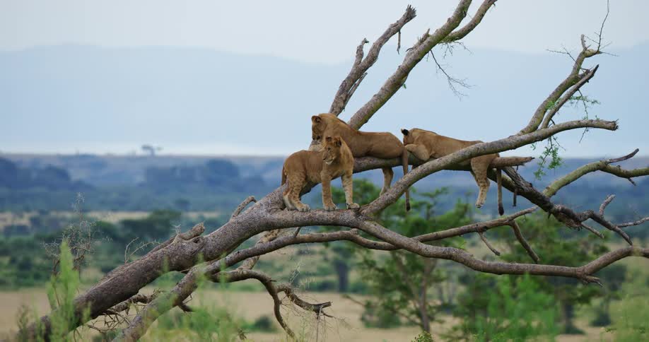 Lions resting on a fallen tree branch on the savanna