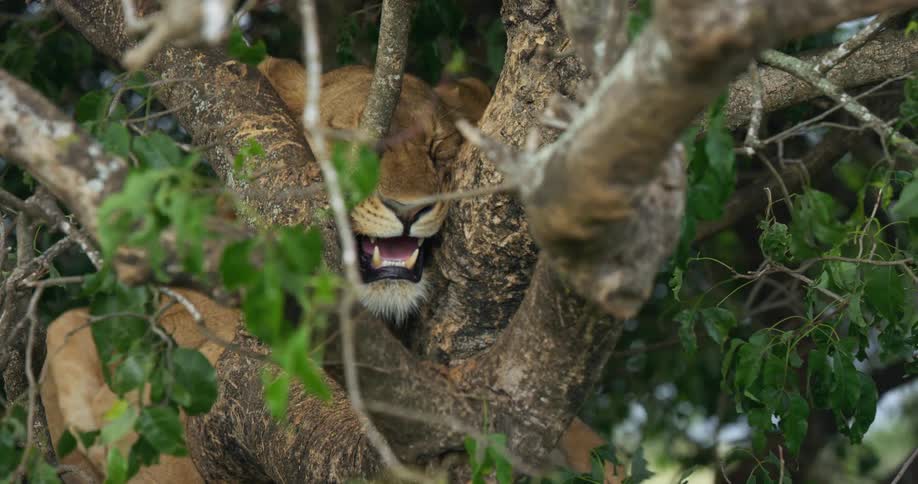 A lion is resting in a tree as the leaves move in the breeze