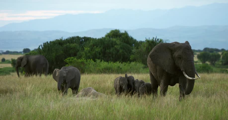 An elephant walks through a grassland while being followed by smaller elephants