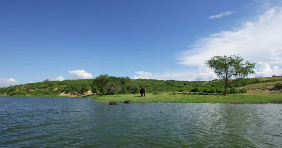 Elephant stands in field by river with hill in background