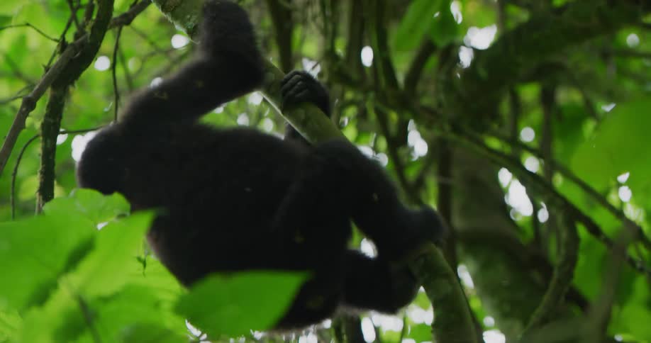A monkey climbing around in a tree