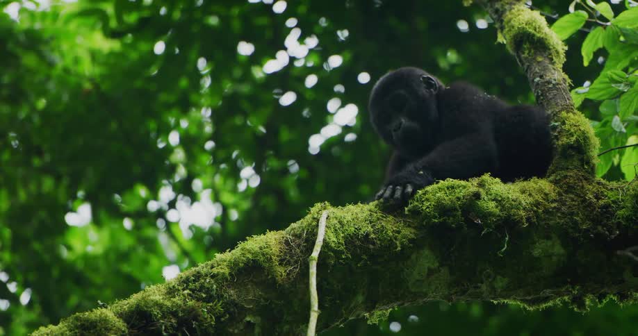 A black monkey on a mossy tree branch in nature