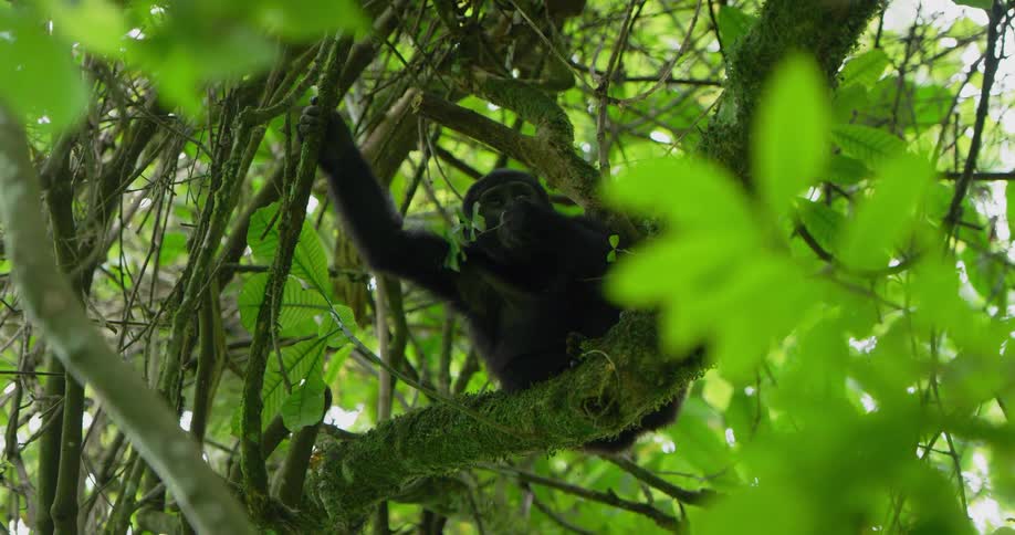 A monkey is sitting in a tree then lays down as it eats leaves