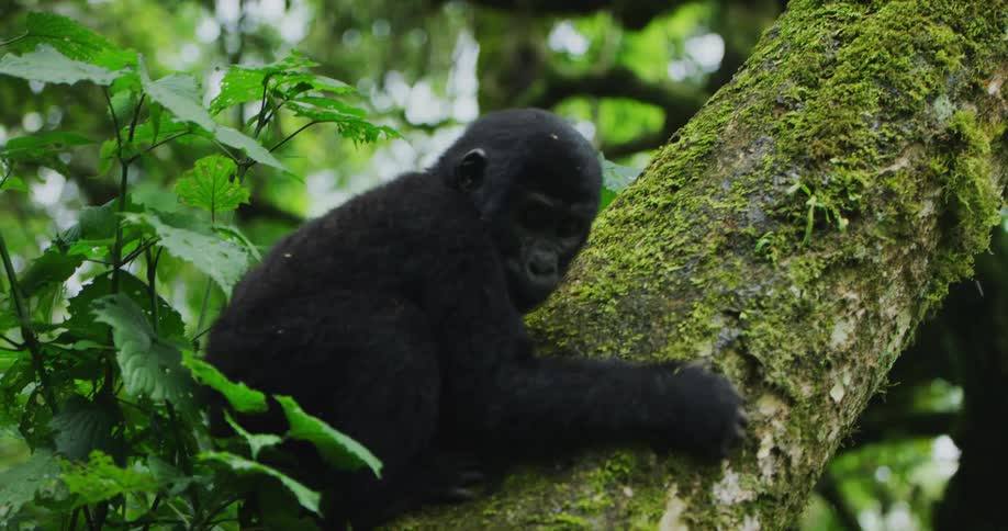 Baby gorilla climbs down tree in the forest