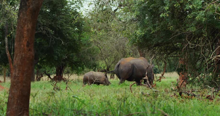A rhinoceros and her baby are grazing in a field near the woods
