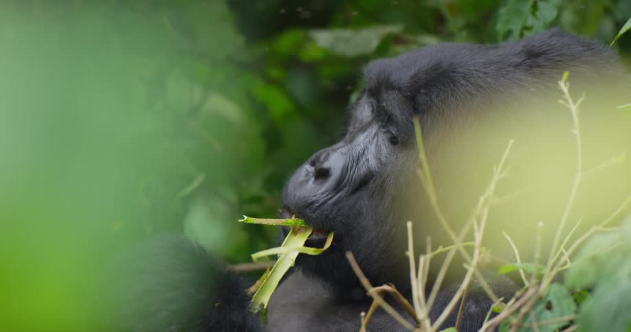 Gorilla eats green plants in the forest