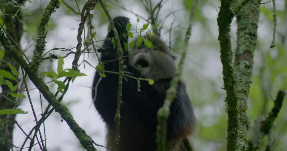 Monkey sits in tree plucking and eating leaves