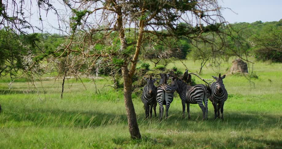 Herd of zebra stand in cluster on grassland swishing their tales