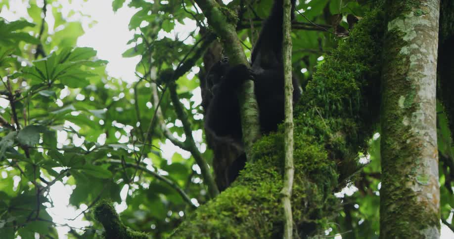 A monkey is climbing down out of a tree while using a vine