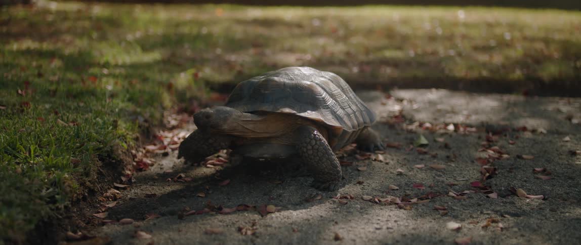 A turtle is crawling outdoors during the spring