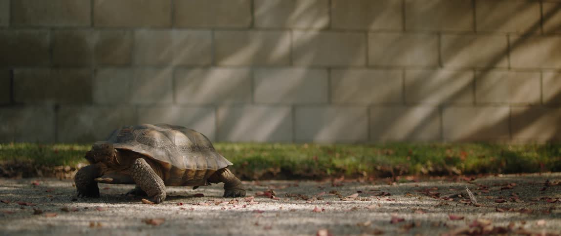 Tortoise moves slowly in the street