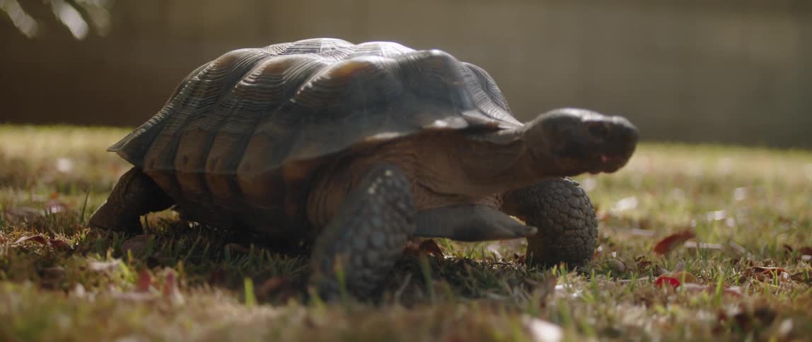 The sun shines on a turtle as it walks across the grass near a house