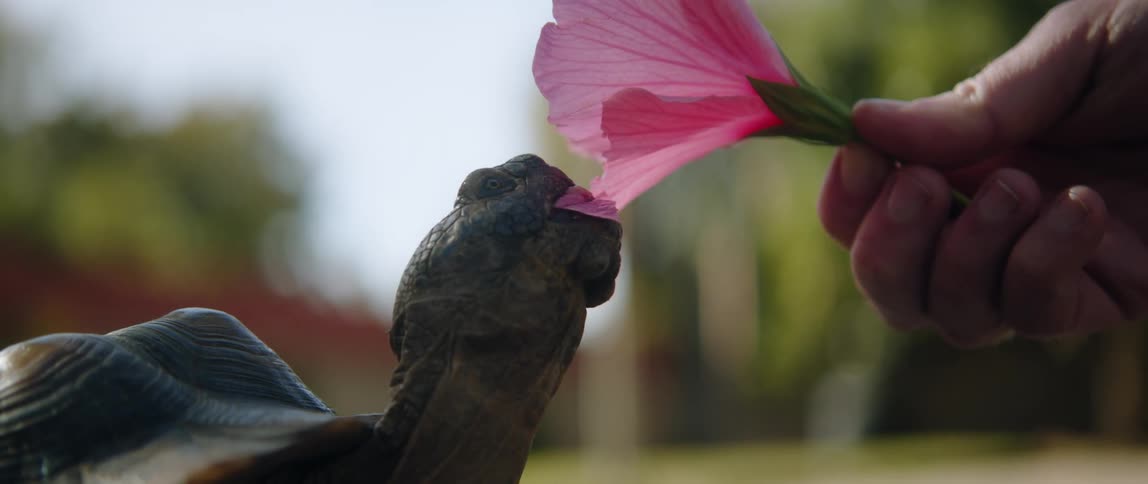 A man feeds a pink flower to his turtle