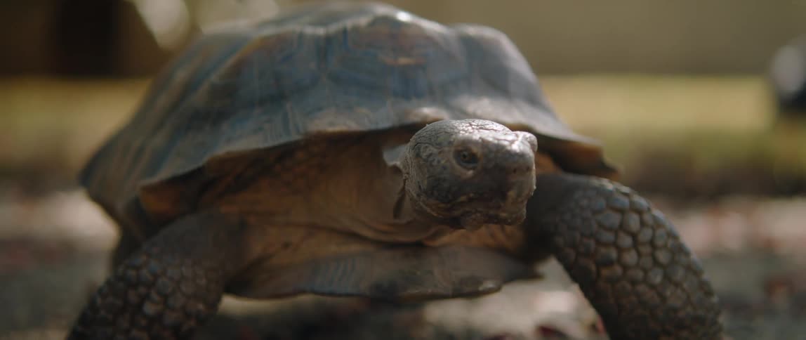 A turtle walking outside on the ground
