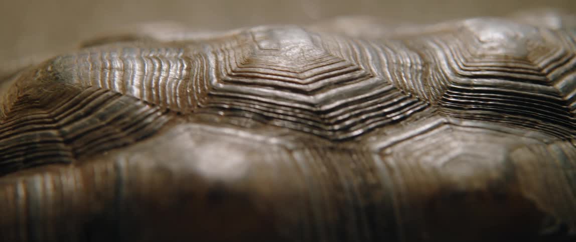 Close up view of a turtle shell is displayed
