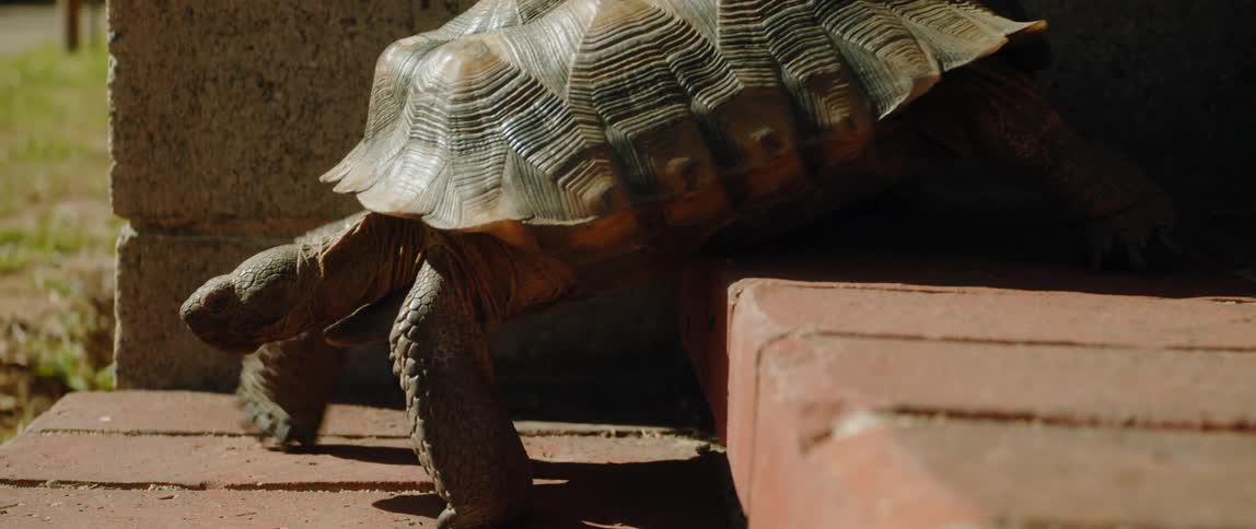 A turtle walking down brick stairs