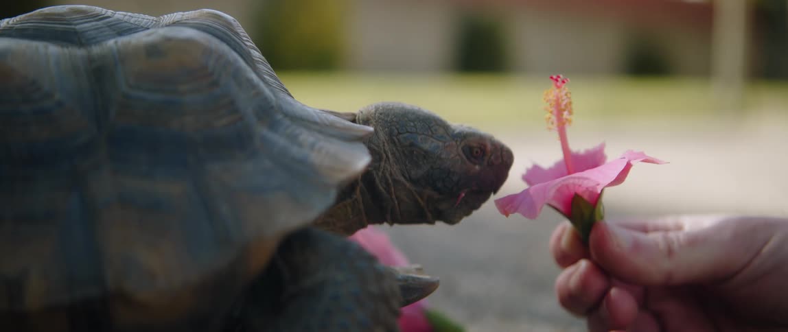 Closeup of tortoise eating pink flower that man holds