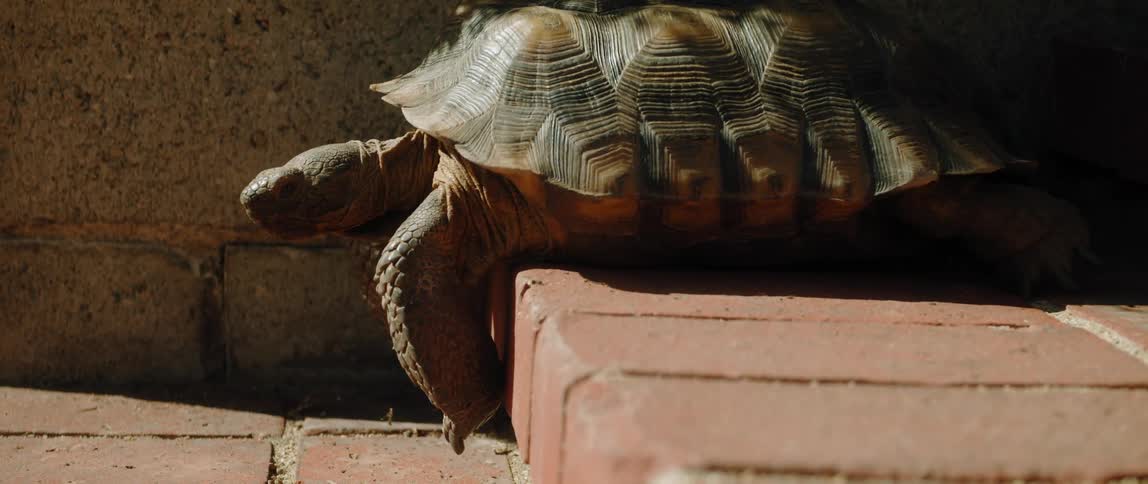 A tortoise crawling over brick