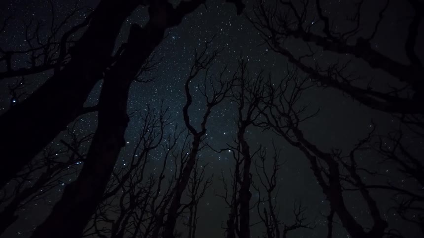 A bright star filled sky is seen through bare trees