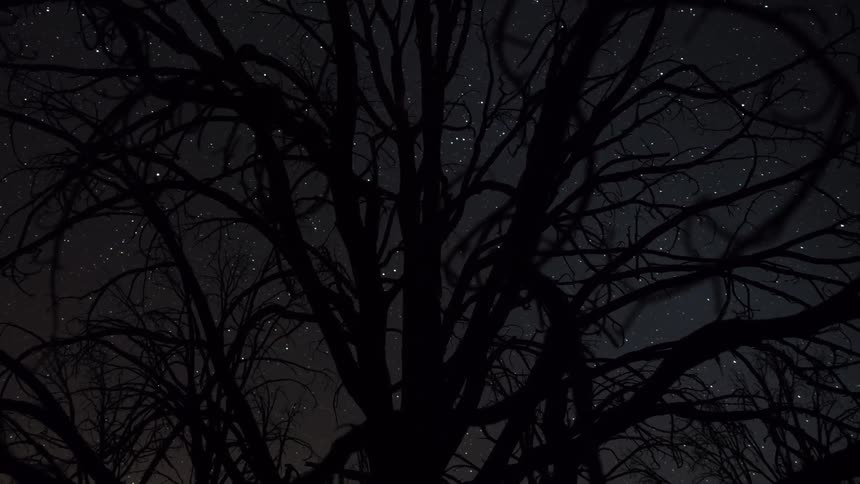 Close up view of a tree during the night time is displayed