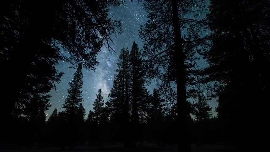Stars in the night sky are seen through trees in the woods