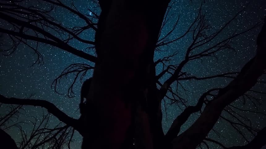 A bright star filled sky is seen through bare trees