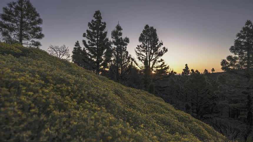 Flowers grow on the hillside as wind moves the trees and the sun rises in a clear sky